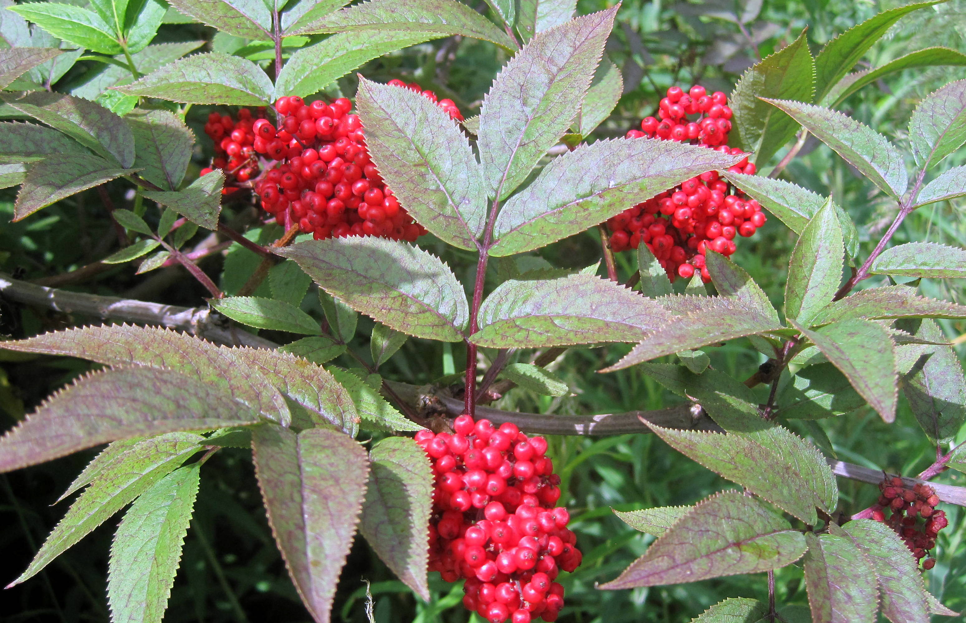 Sambucus racemosa