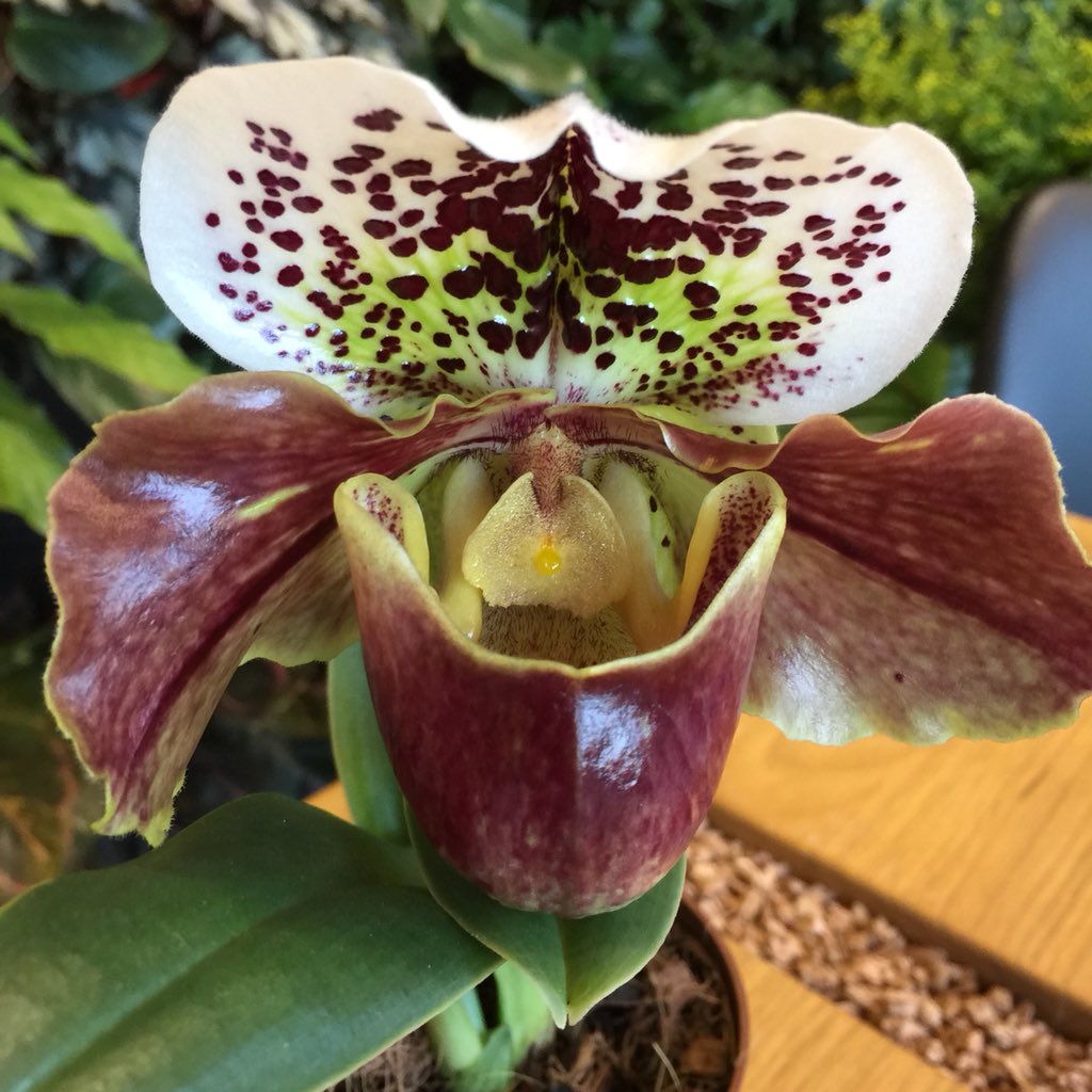 Орхидея башмачок Пафиопедилум