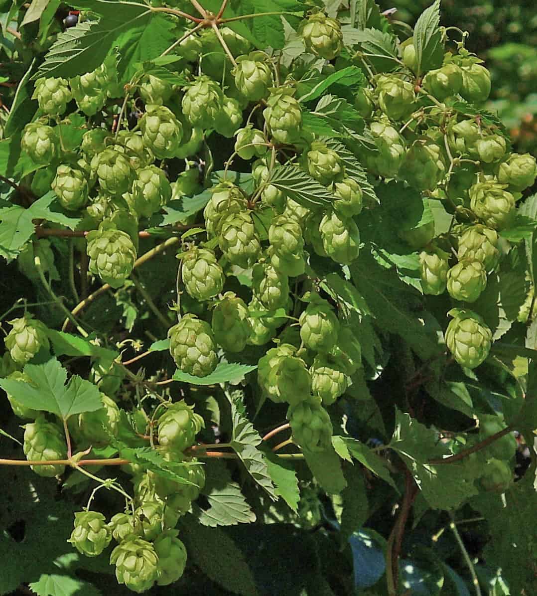 Humulus lupulus Хмель