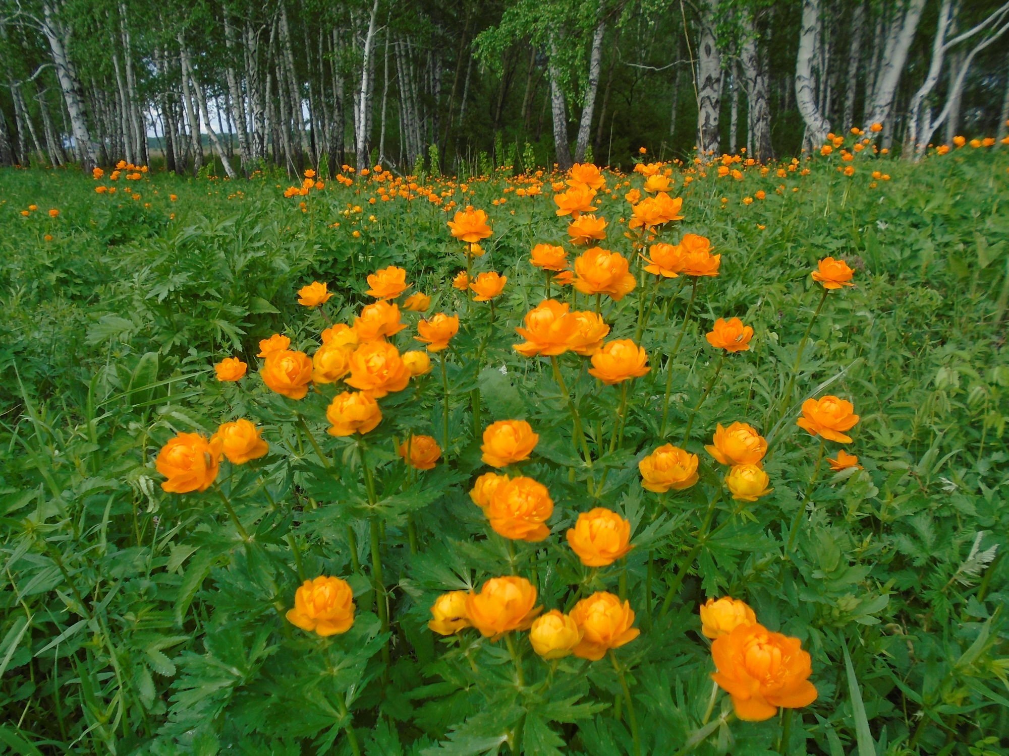 Цветы жарки Сибирские