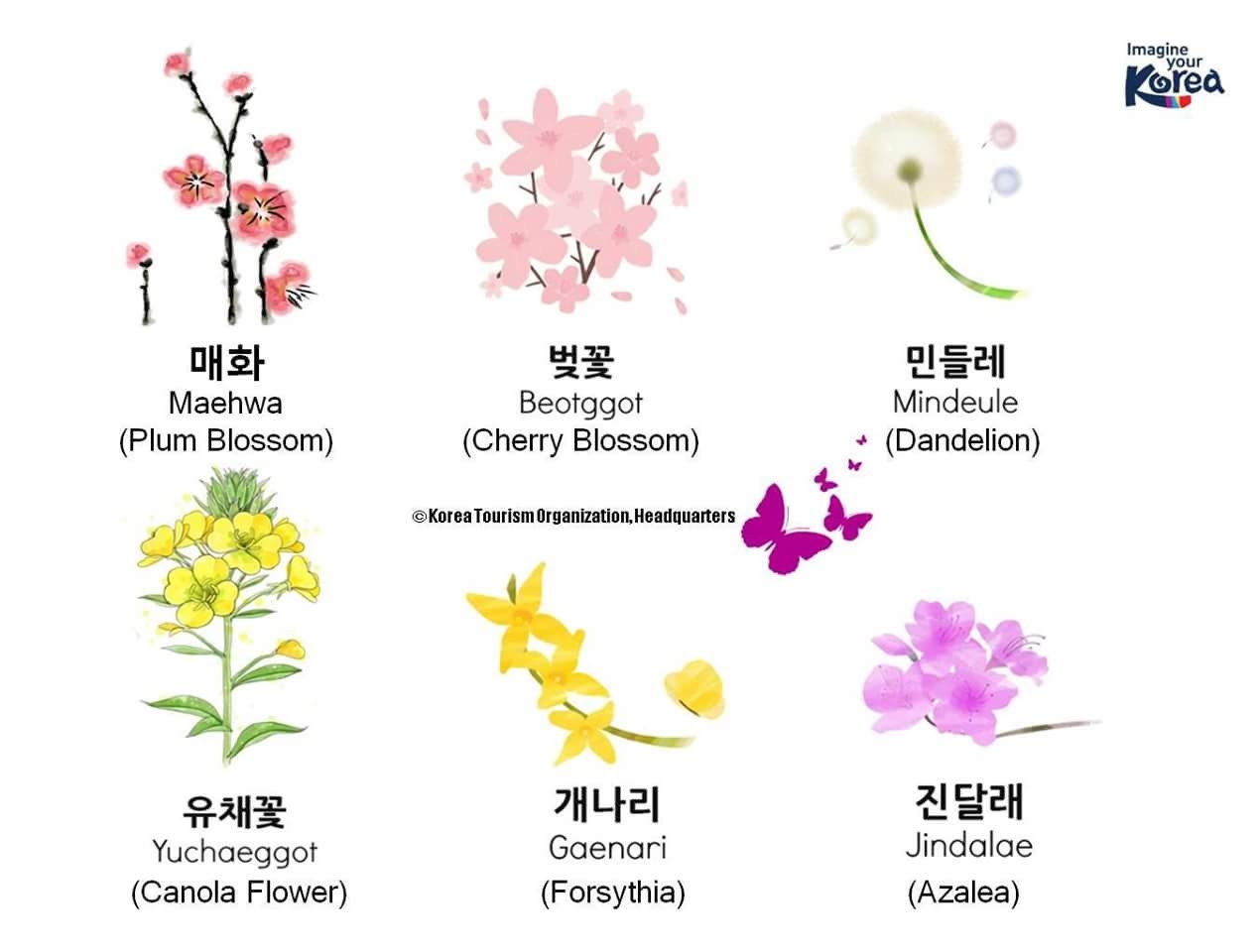Корейские названия цветов