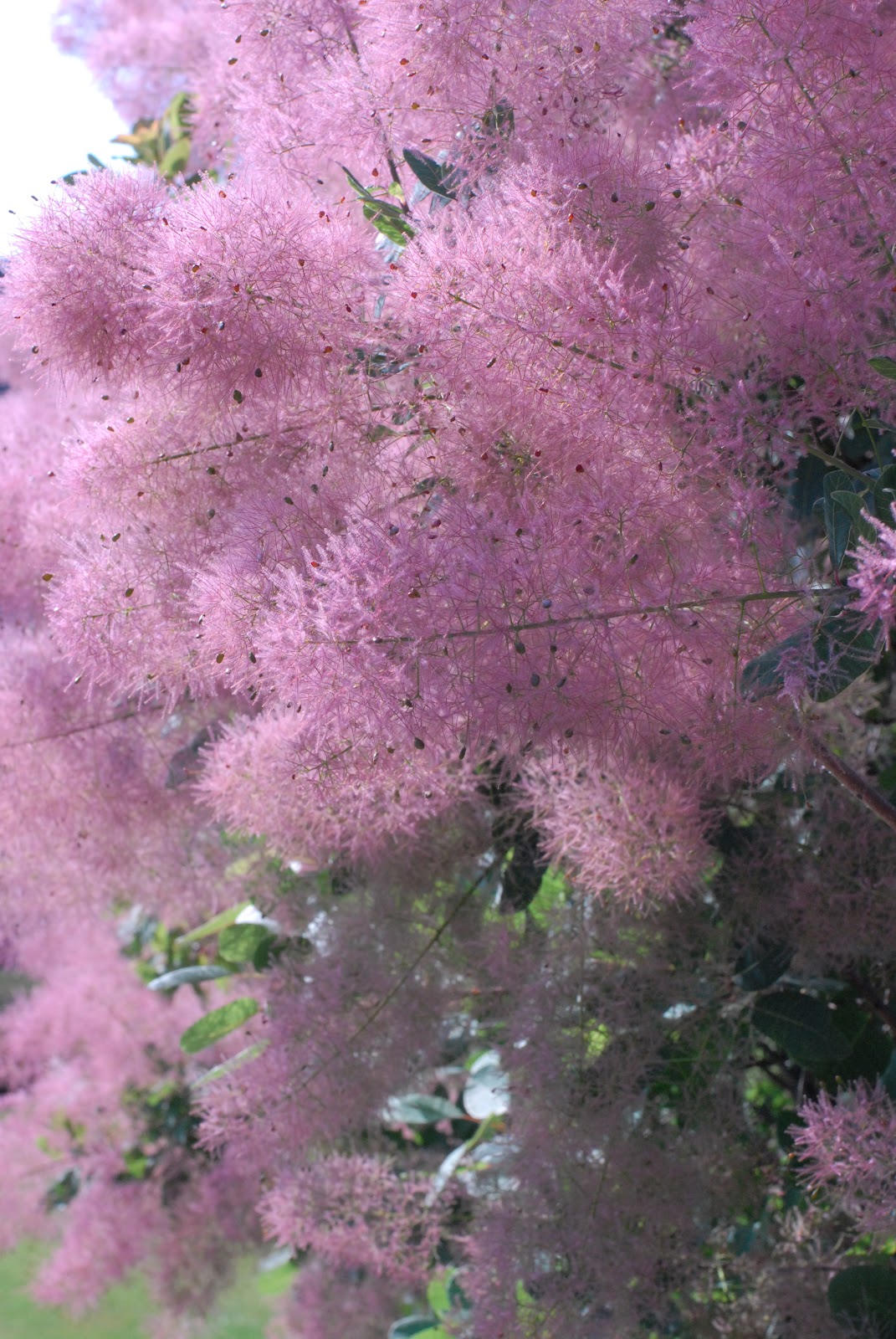 Скумпия Кожевенная цветение