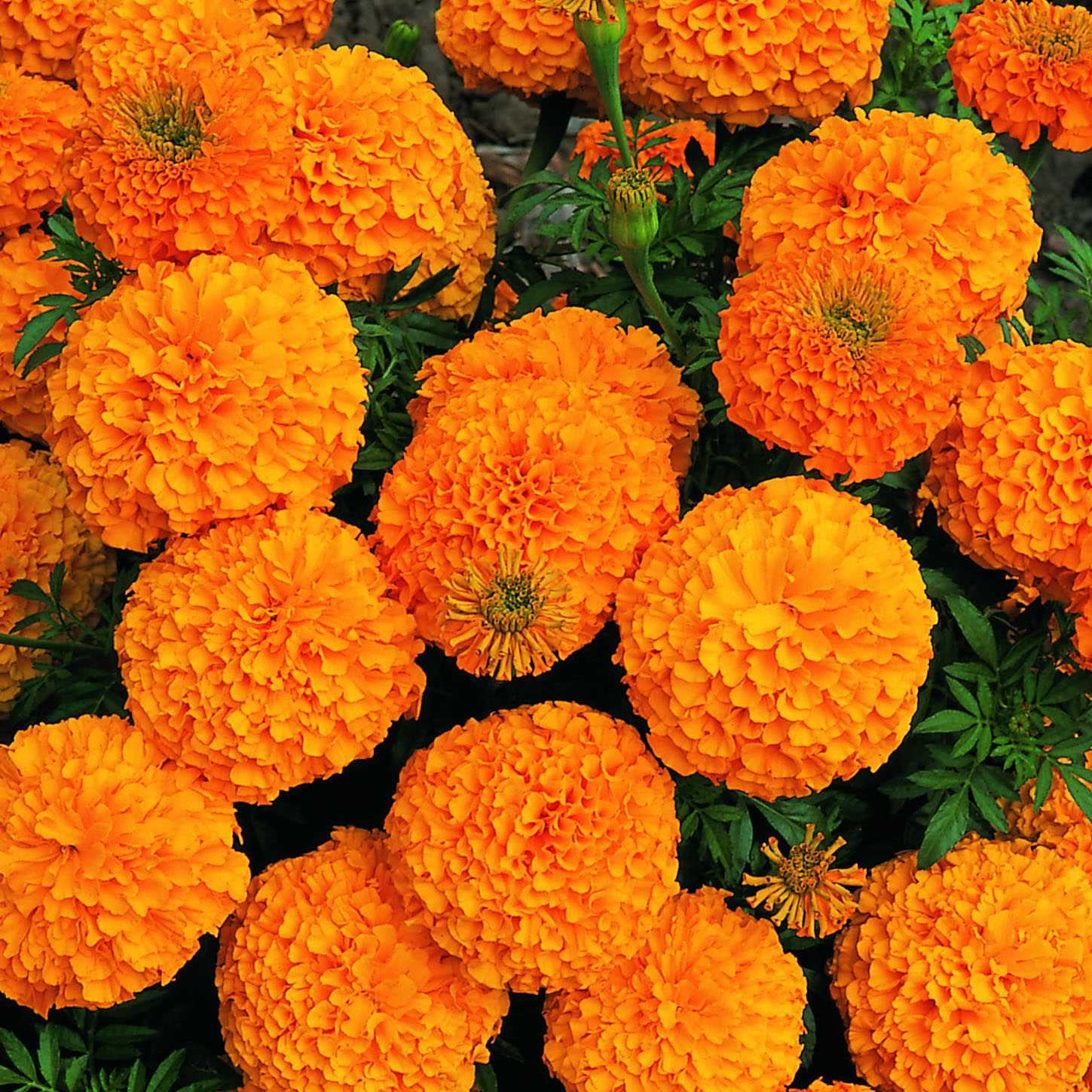 Оранжевые Садовые Цветы