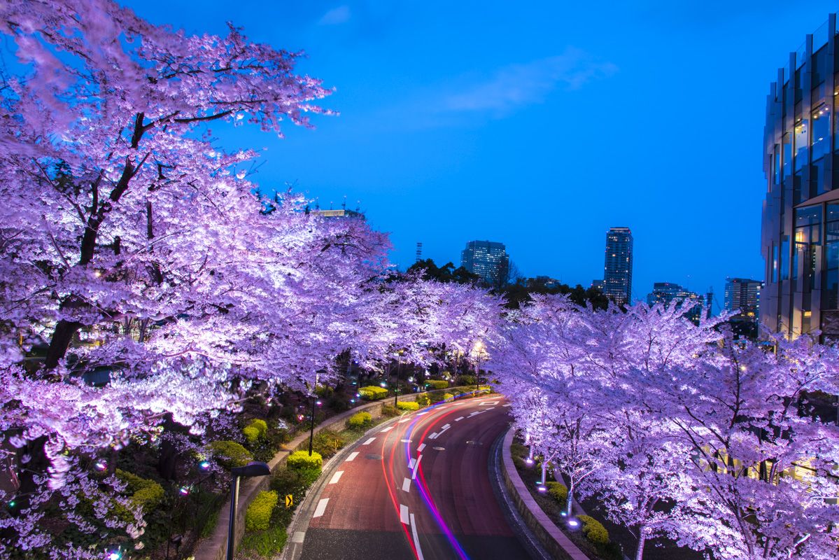 Цветение Сакуры в Японии фото