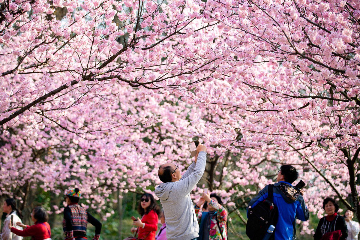 Ханами в Японии праздник цветения Сакуры