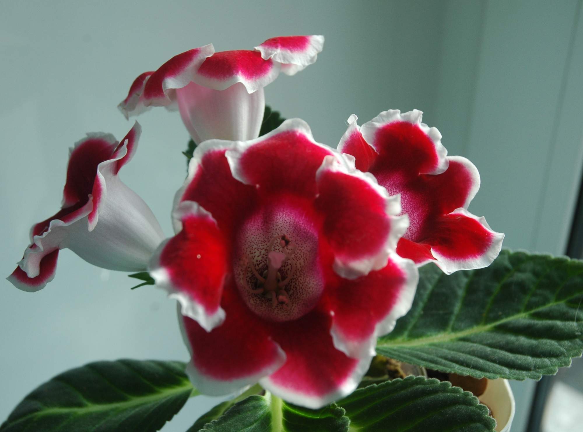 цветок глоксиния фото комнатная