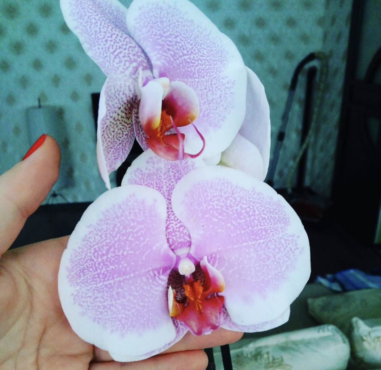 Орхидея Тинкербелл
