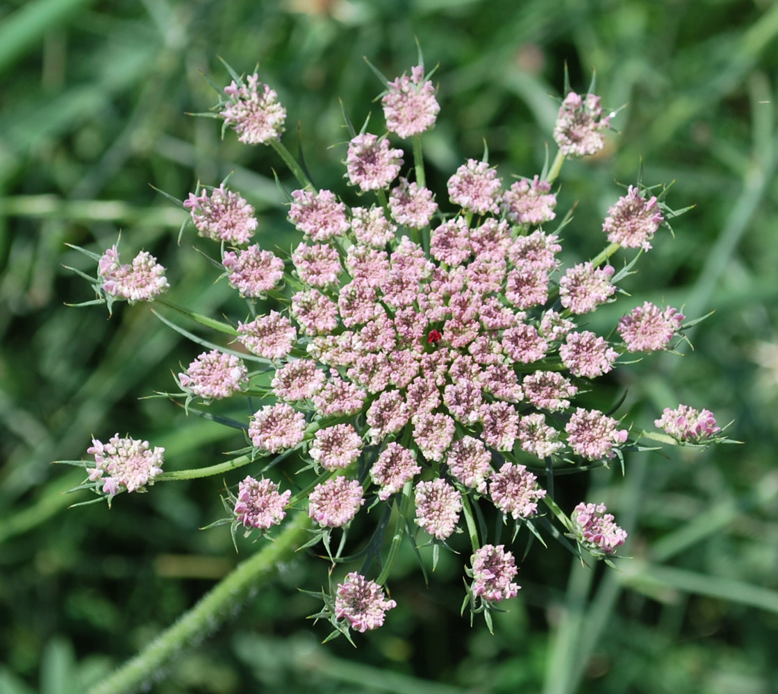 Морковь Дикая (Daucus carota)