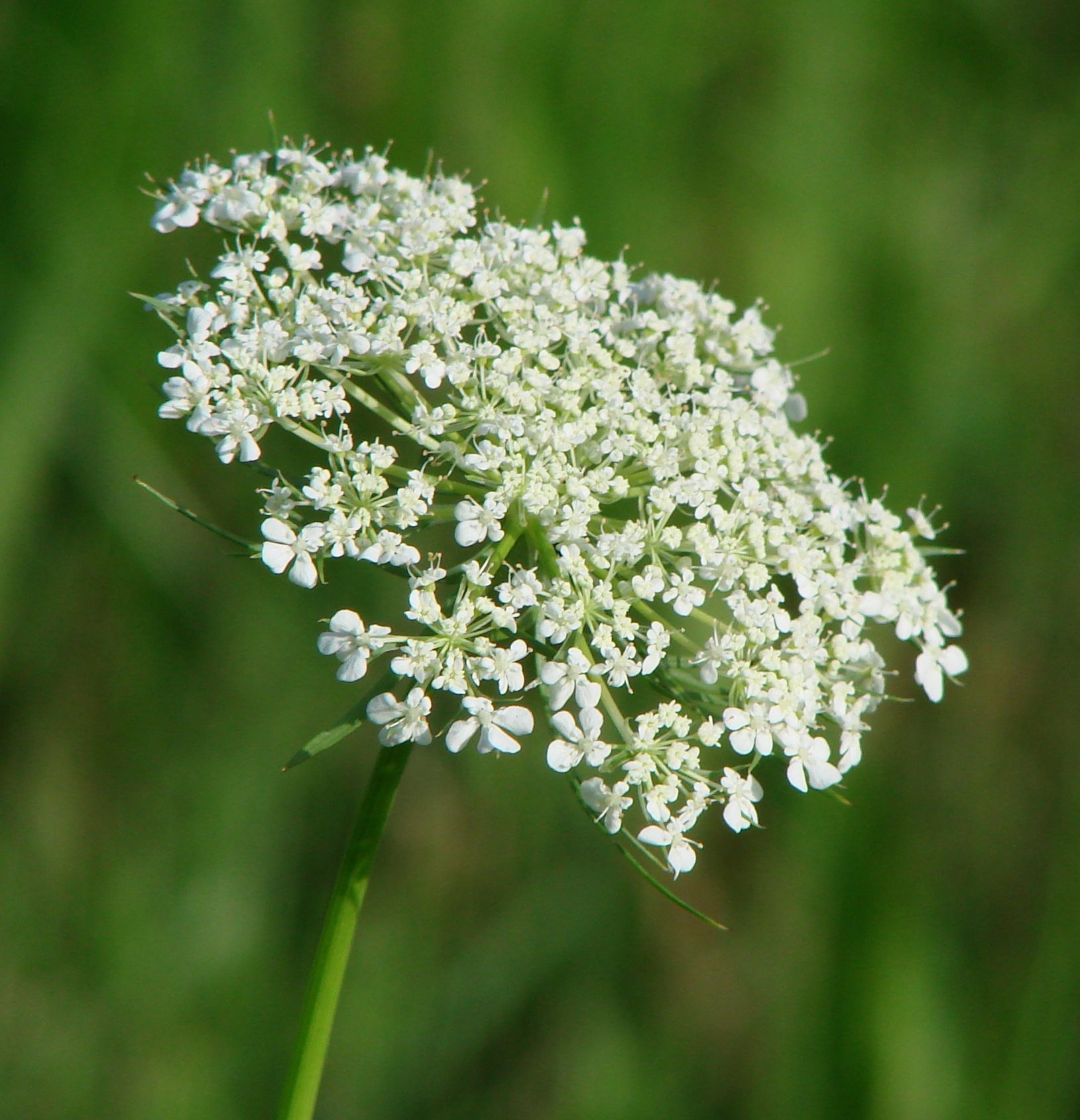 Морковь Дикая (Daucus carota)