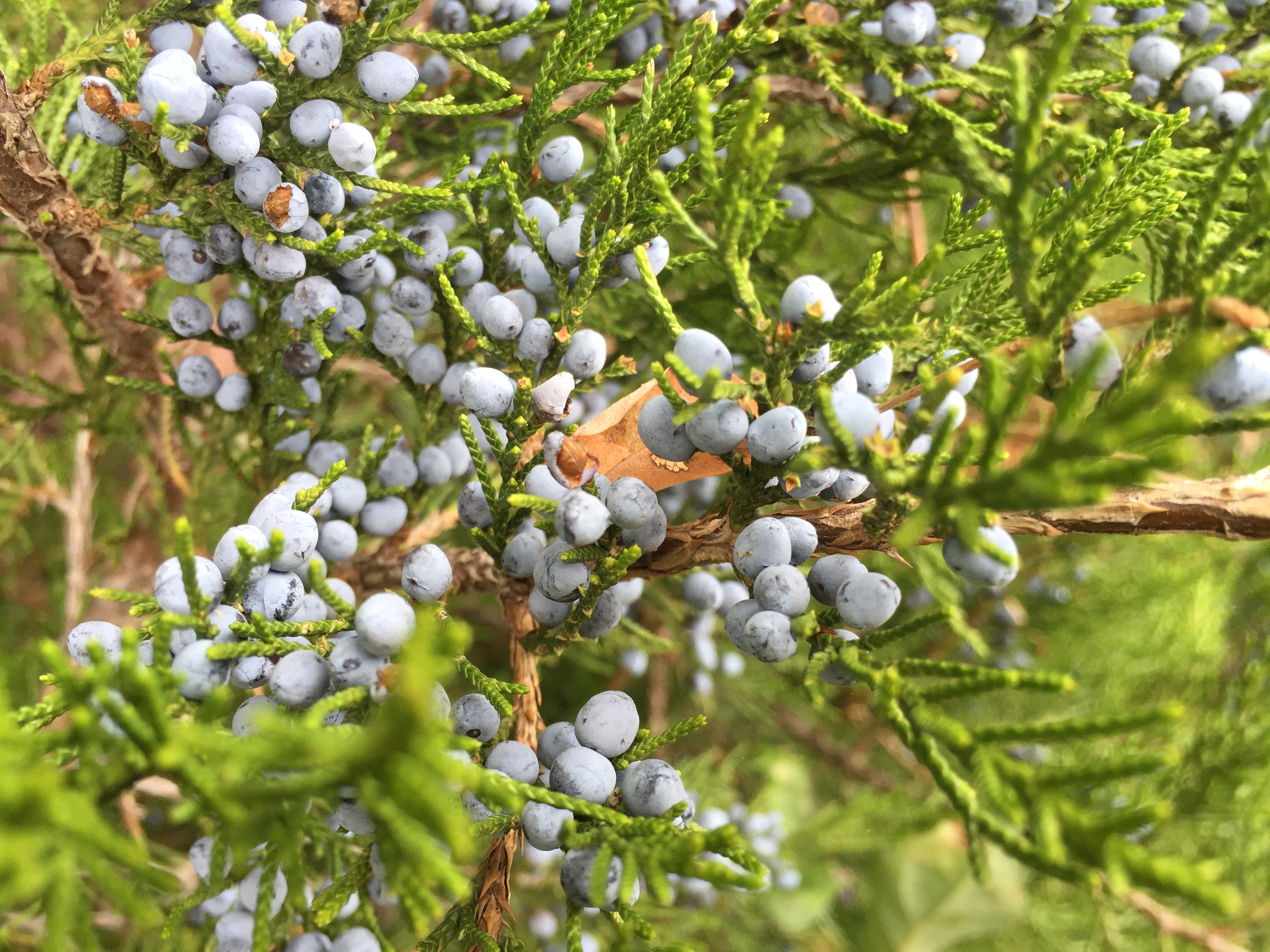 Кедр Juniperus virginiana