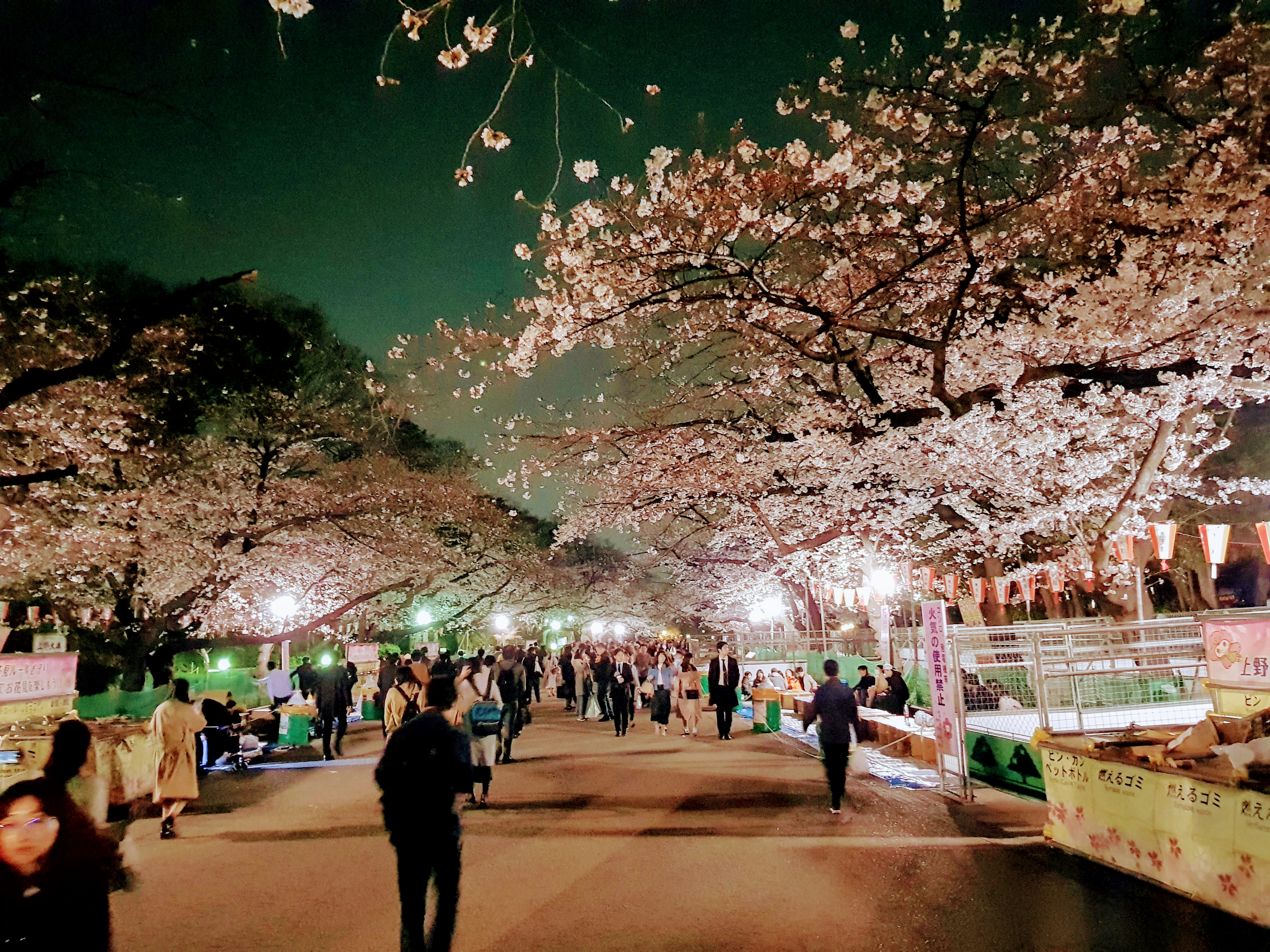 Ханами в Токио – парк Уэно