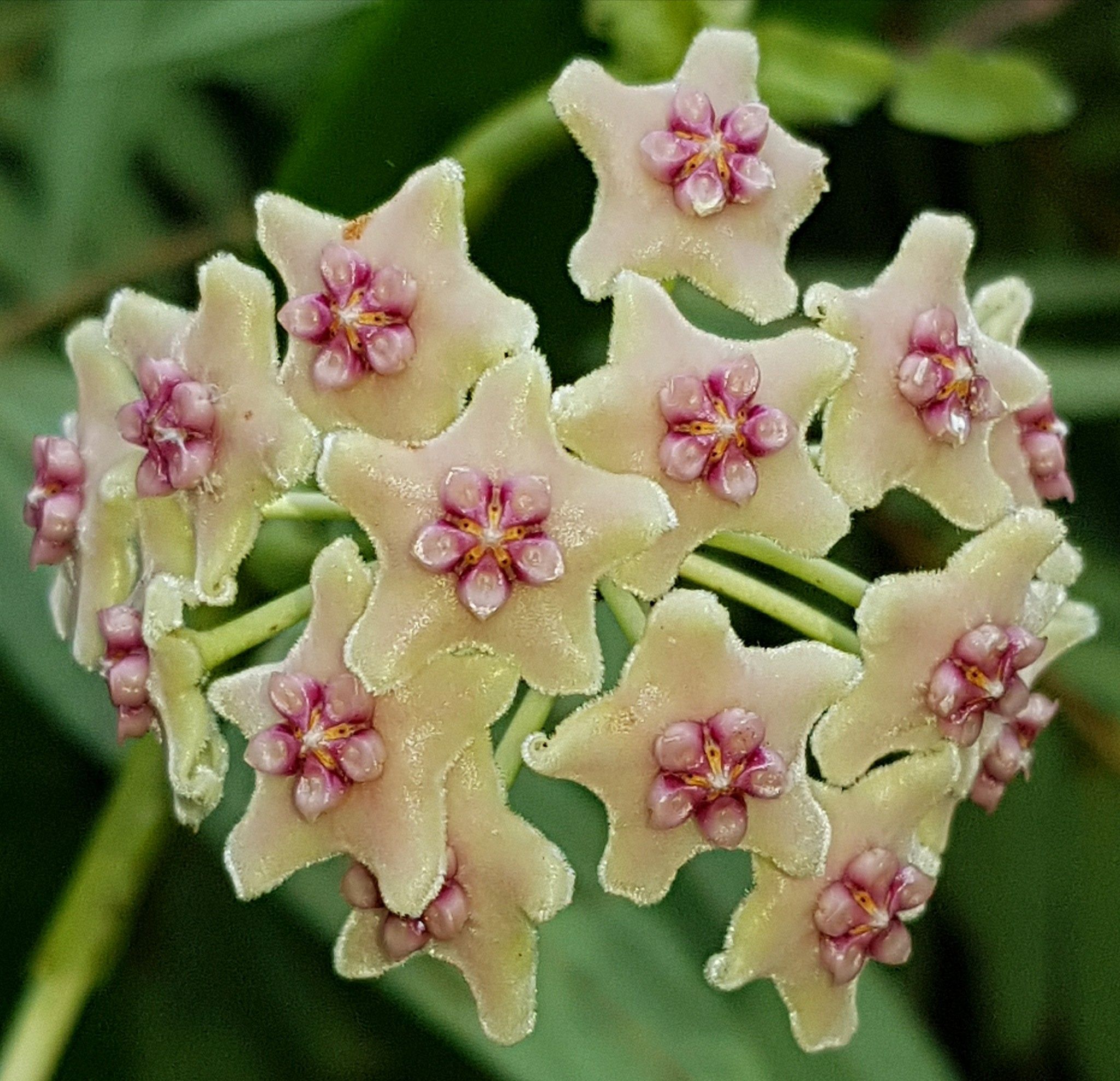 Хойя диверсифолия Hoya diversifolia