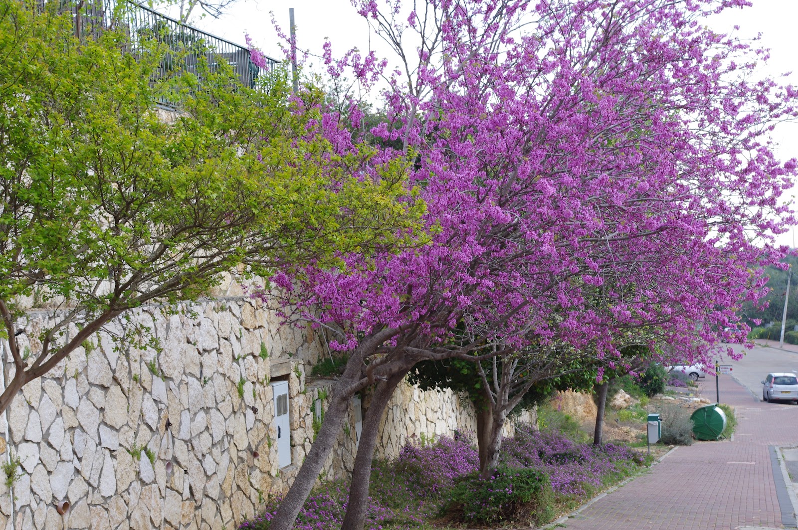 Иудино дерево в Израиле
