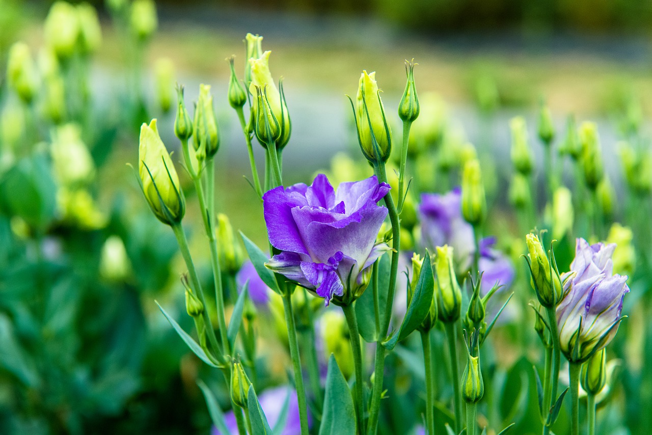 Eustoma seedlings