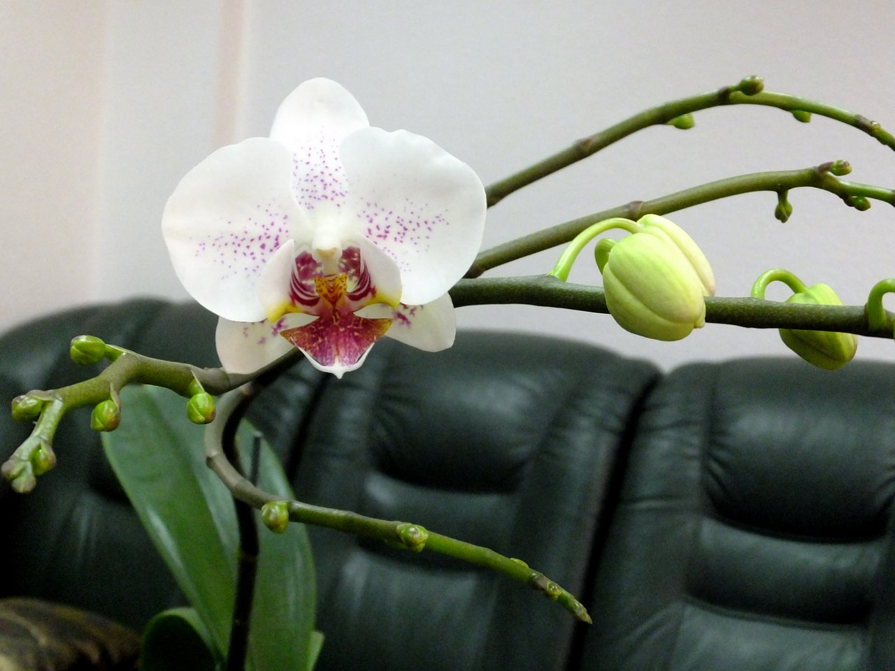 Орхидея Phalaenopsis 'Radiance