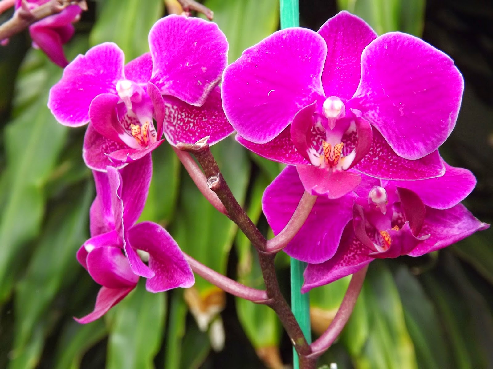 порода орхидея фото