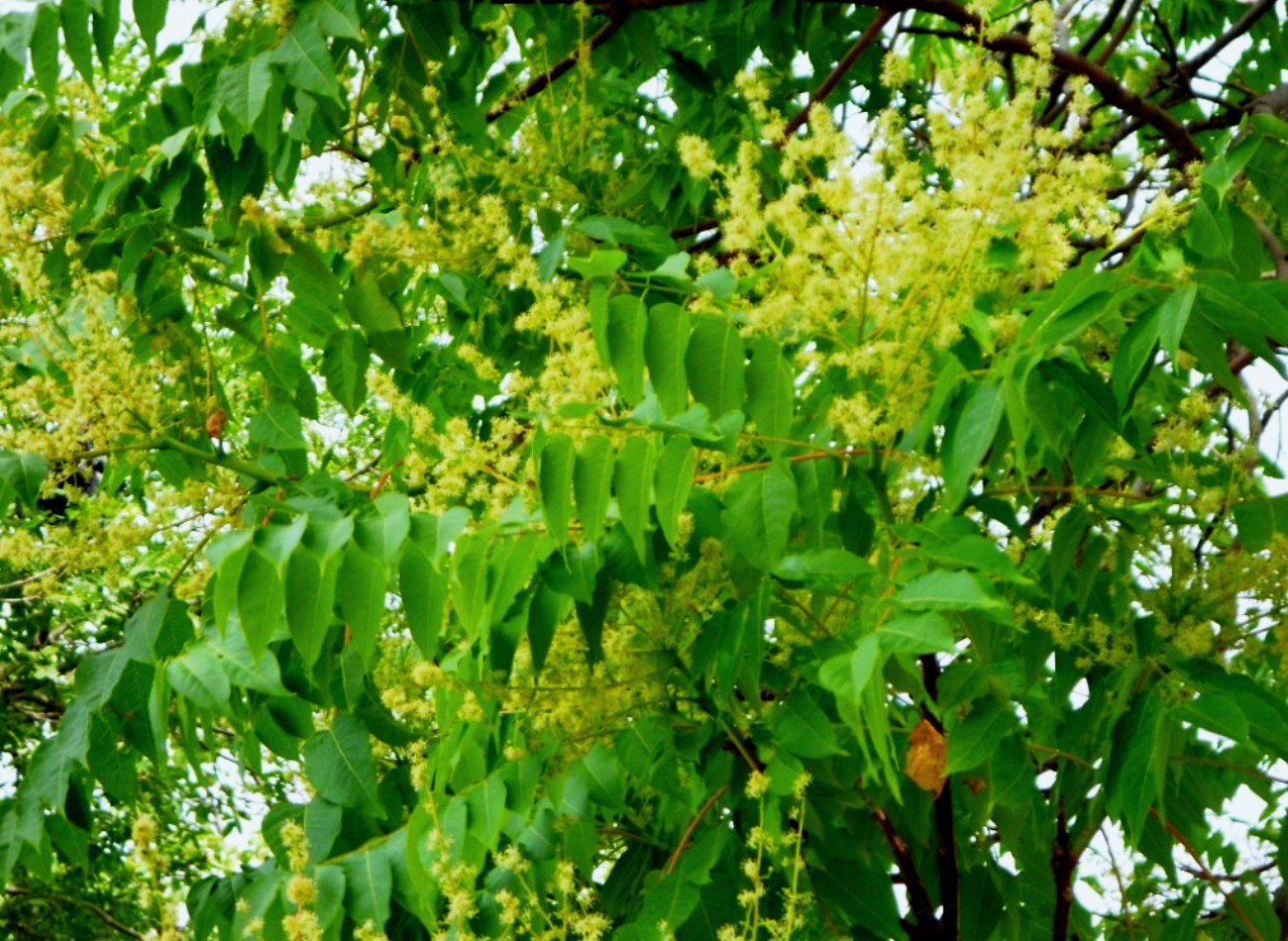 Ясень дерево цветение