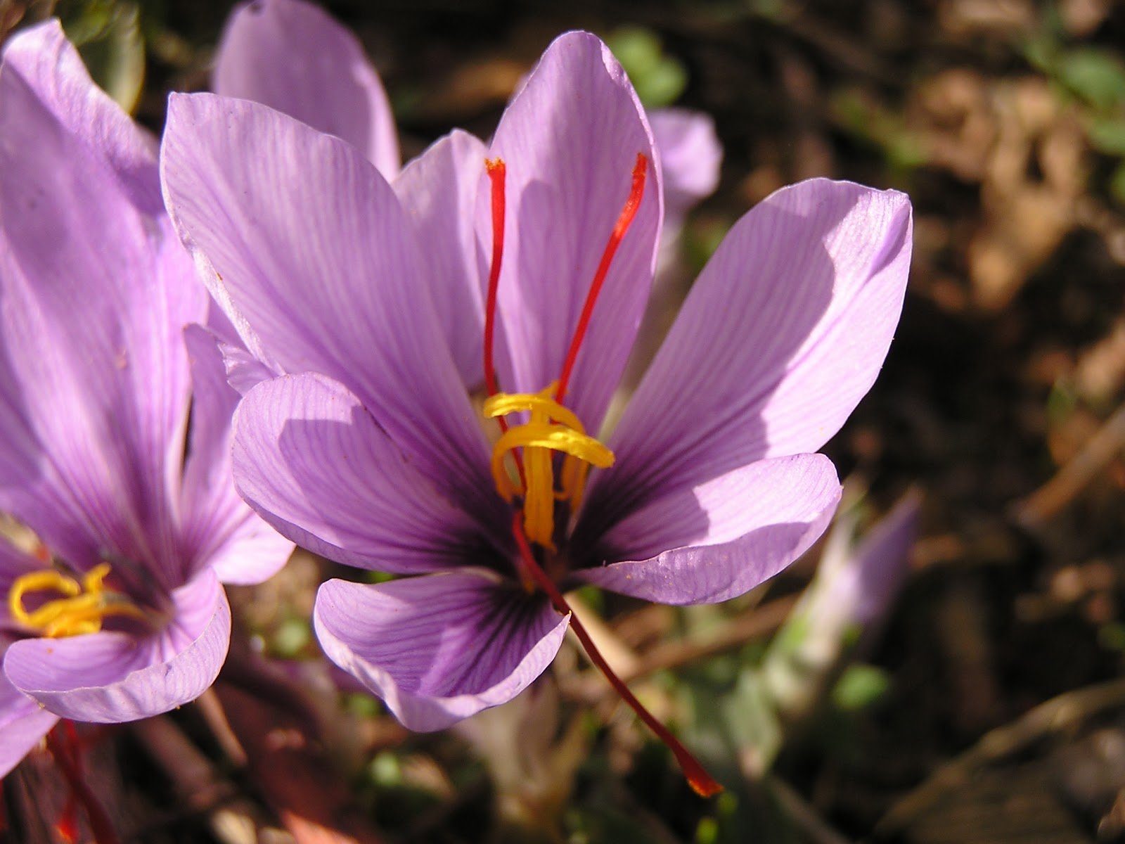 Крокус посевной Шафран цветение