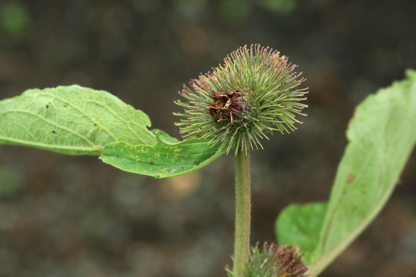 Arctium Minus