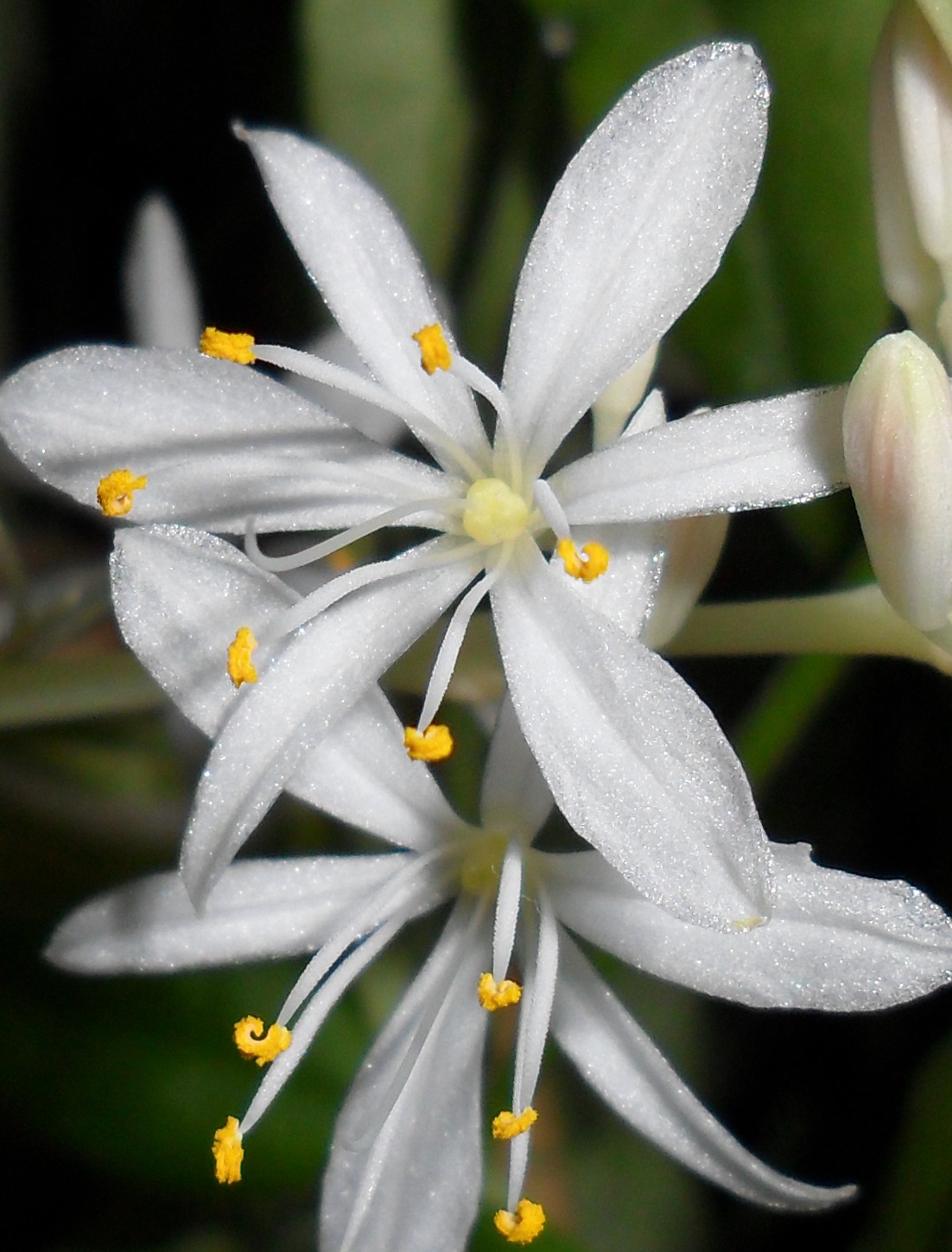 фотография цветка хлорофитум