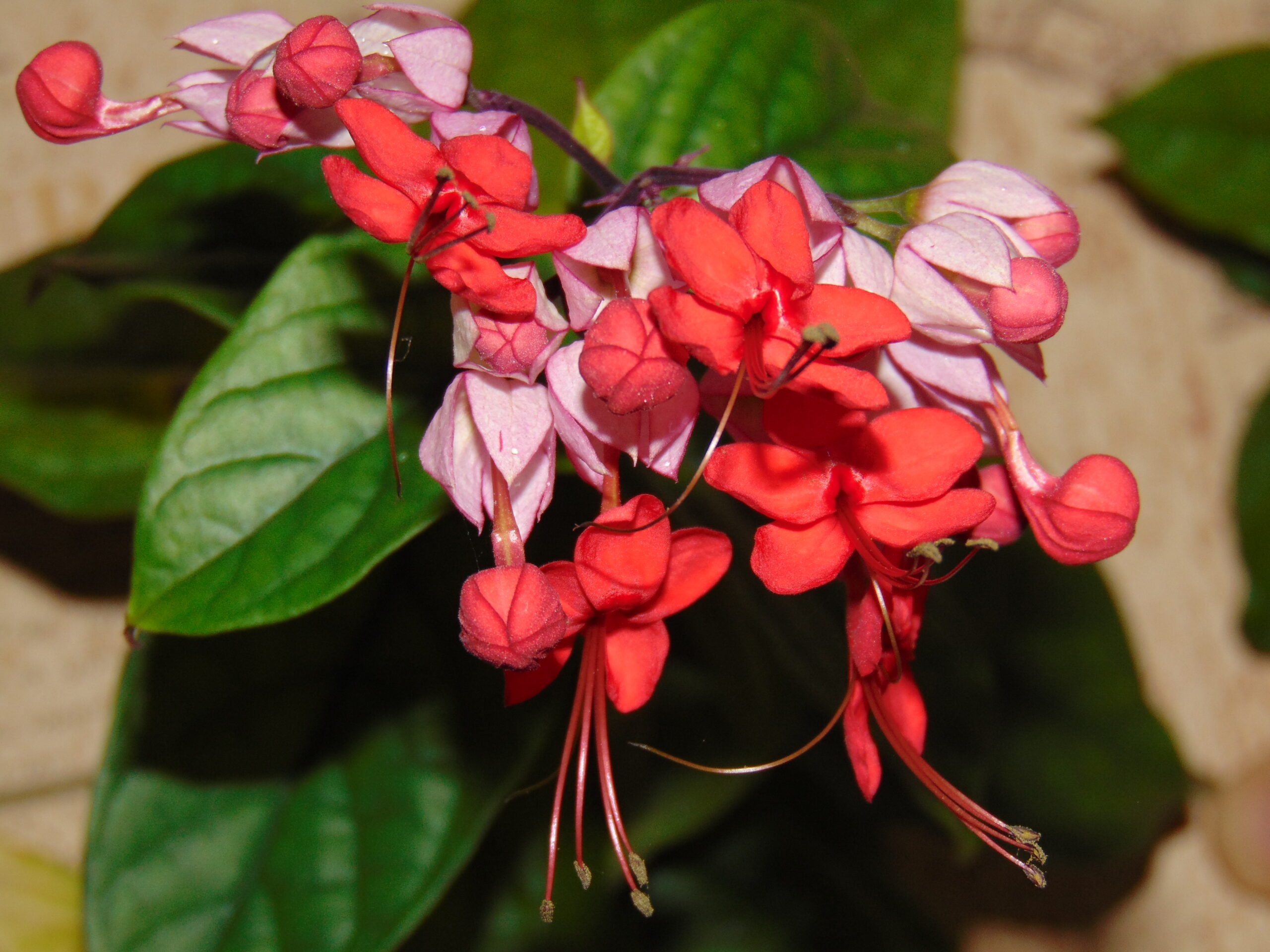 Цветок Клеродендрум Томпсона