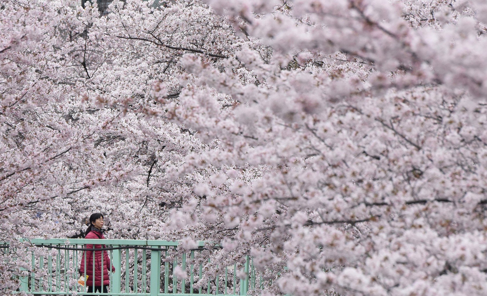 Цветение вишни в Японии
