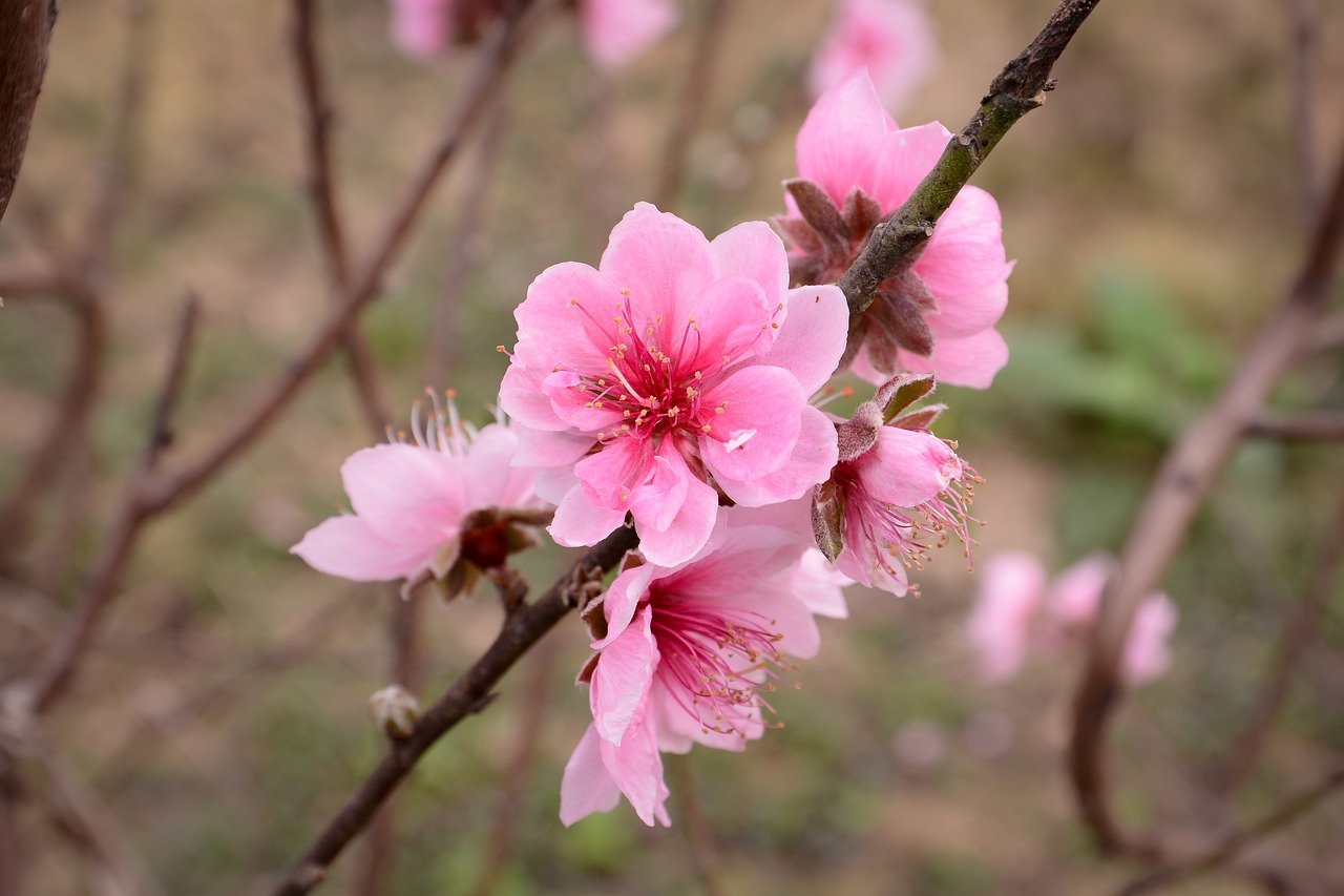 Персик Китай цветет