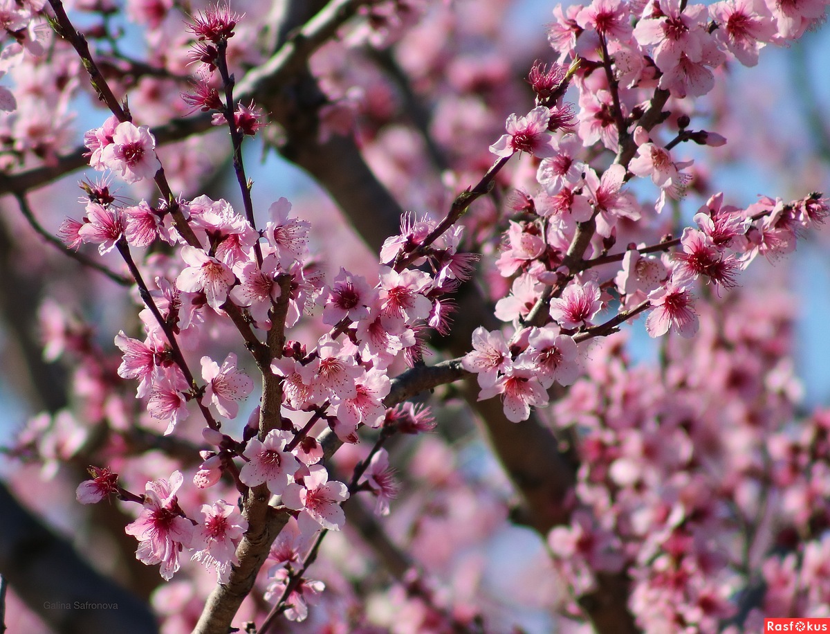 Дерево персик цветение