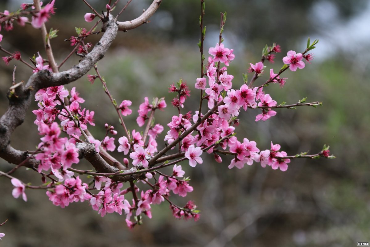 Дерево персика цветущего