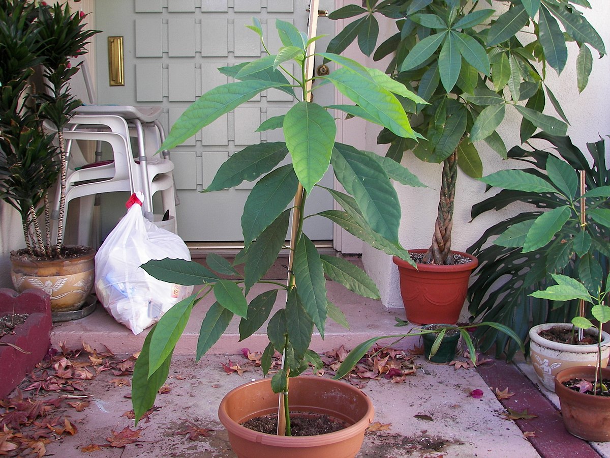 дерево авокадо в домашних условиях фото высота