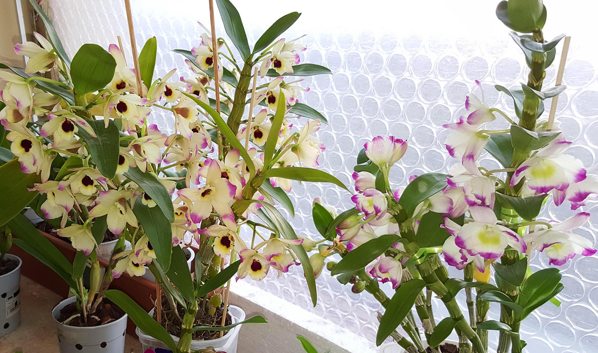 Орхидея Дендробиум Нобиле цветение