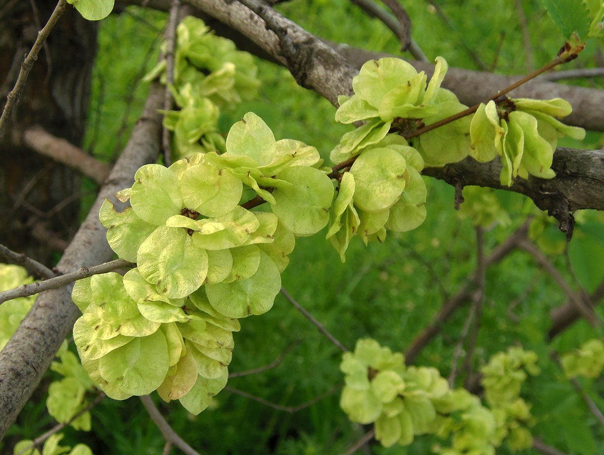 Ulmus pumila плод