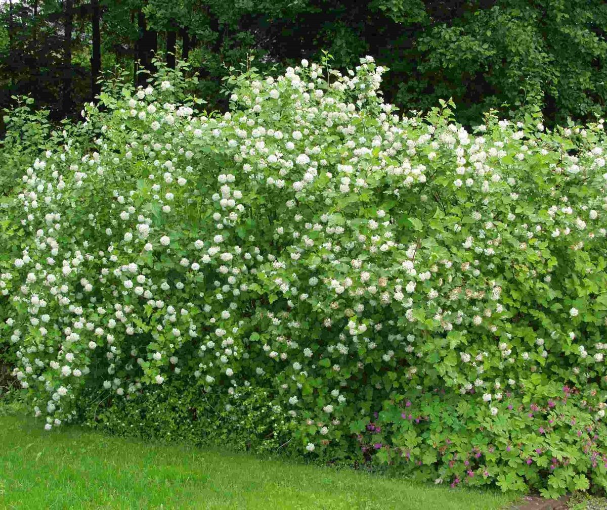 Снежноягодник Доренбоза White Hedge