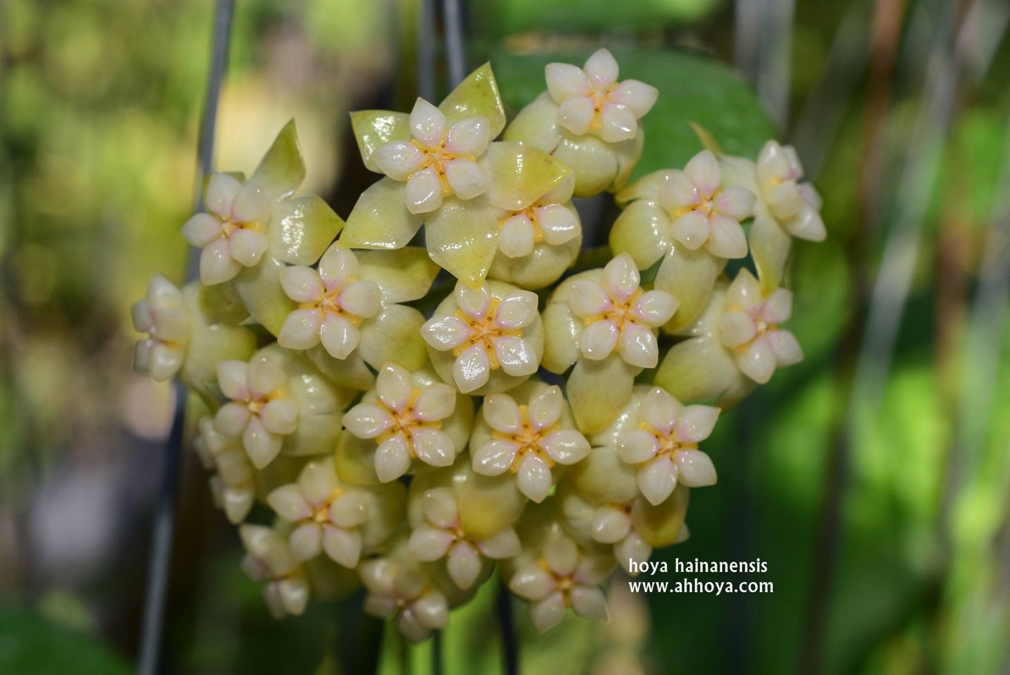 Хойя Hoya hainanensis