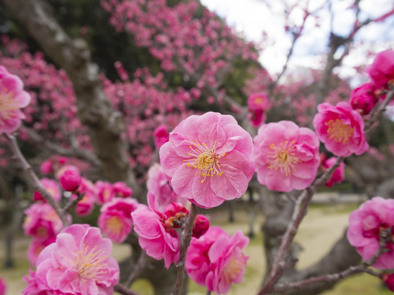 Японский абрикос цветение