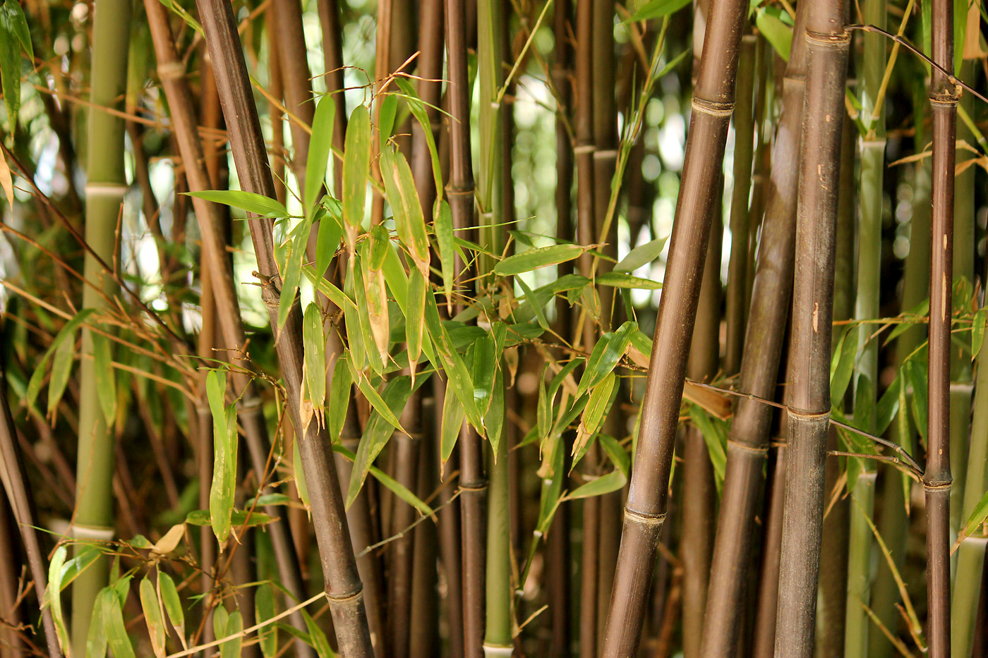 Bambusa Phyllostachys nigra
