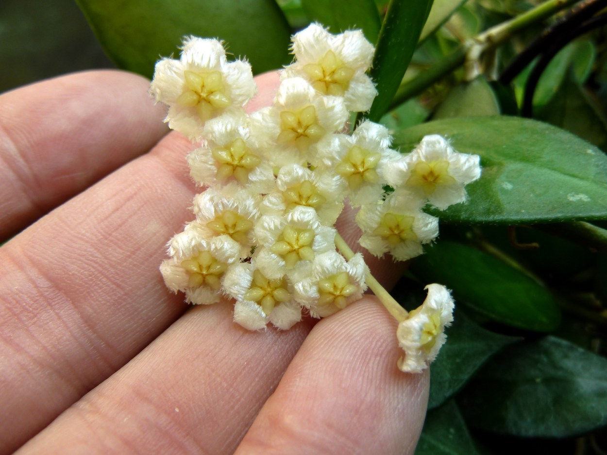 Hoya lacunosa