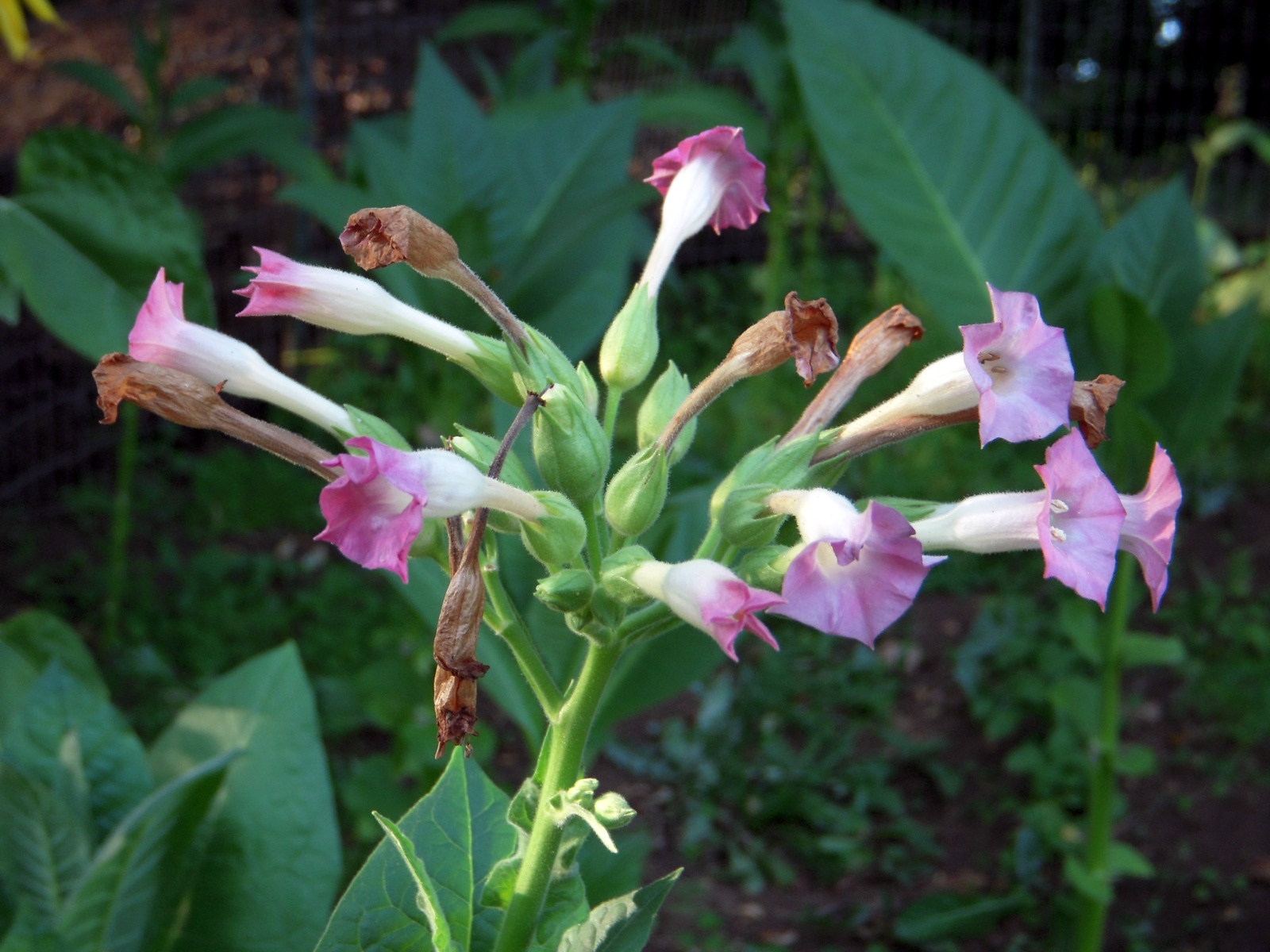 Nicotiana langsdorffii