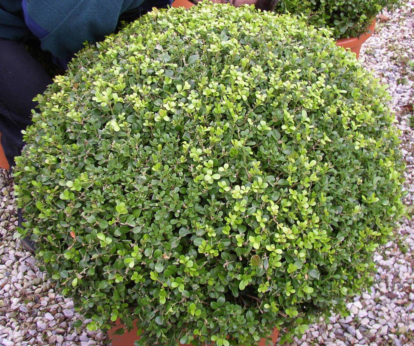 Самшит вечнозеленый - Buxus sempervirens 'Aureovariegata'