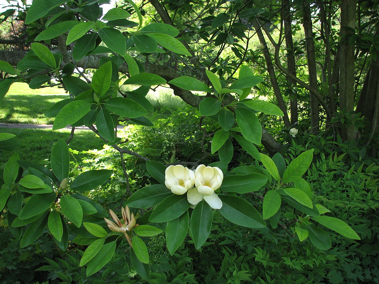 Магнолия виргинская Magnolia virginiana