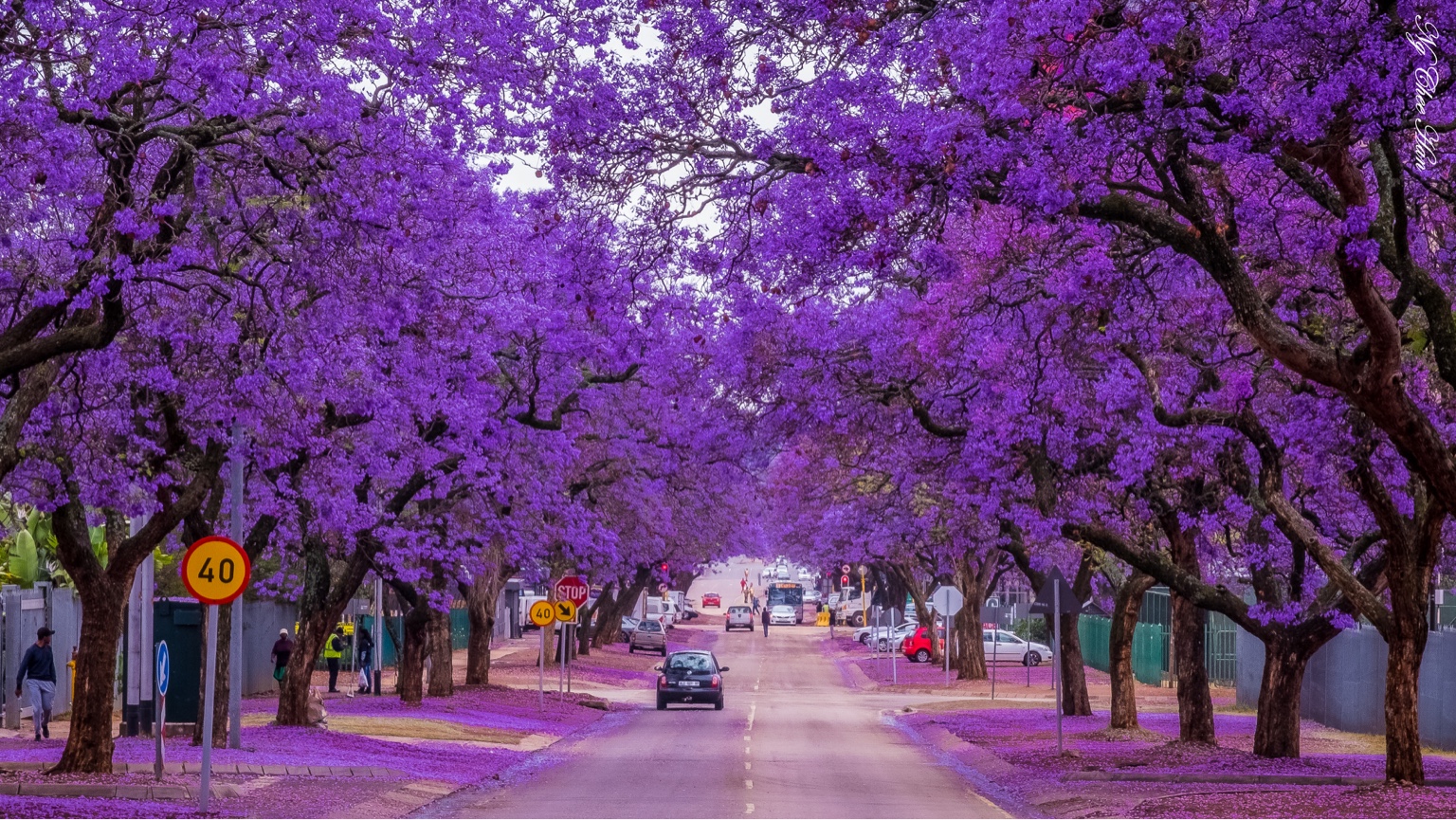 Primavera En Buenos Aires