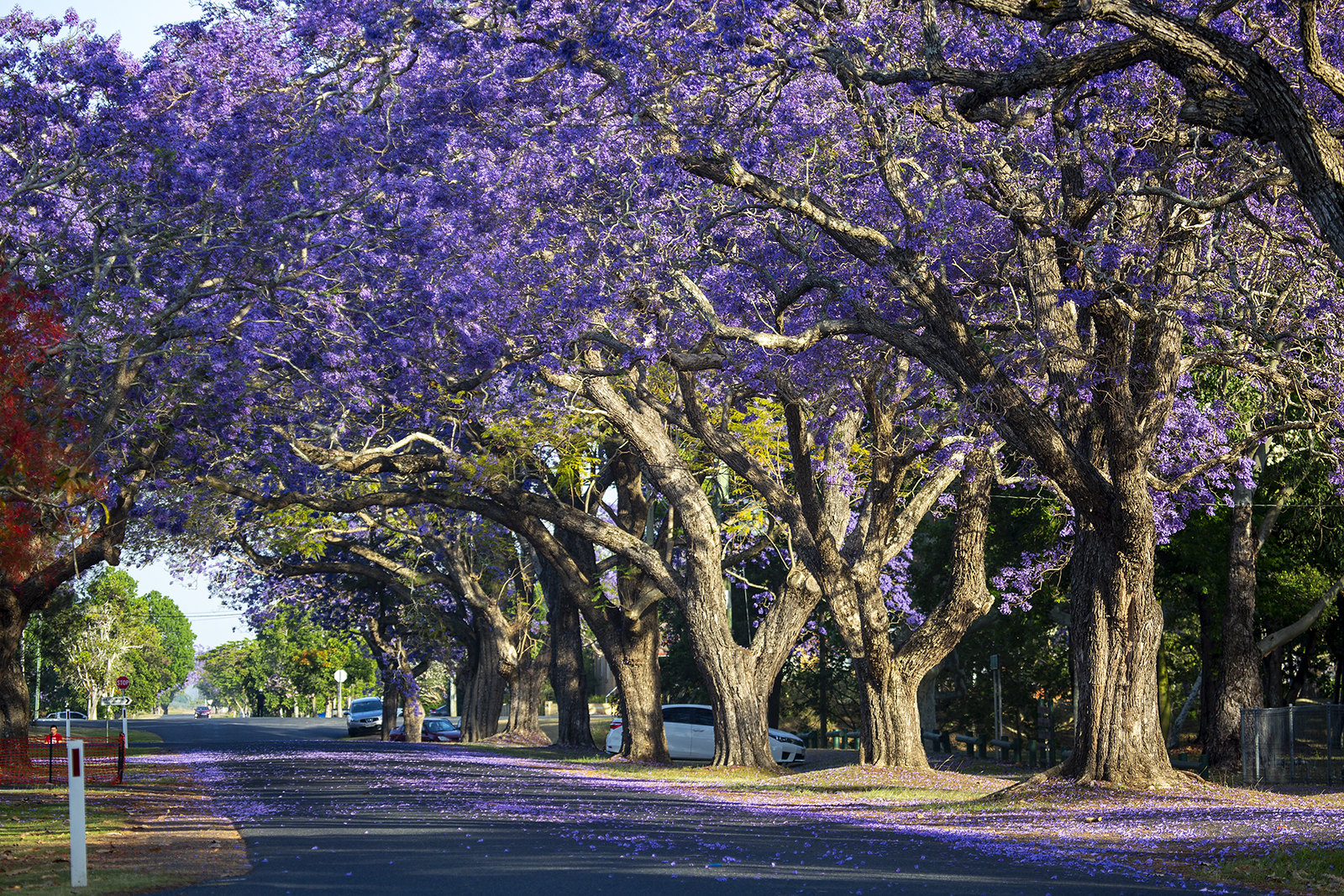 Primavera En Buenos Aires