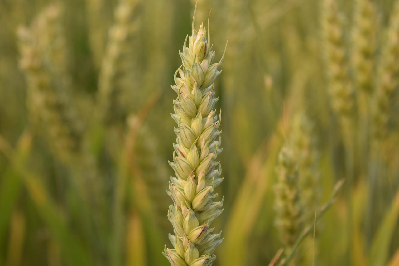 Соцветие озимой пшеницы