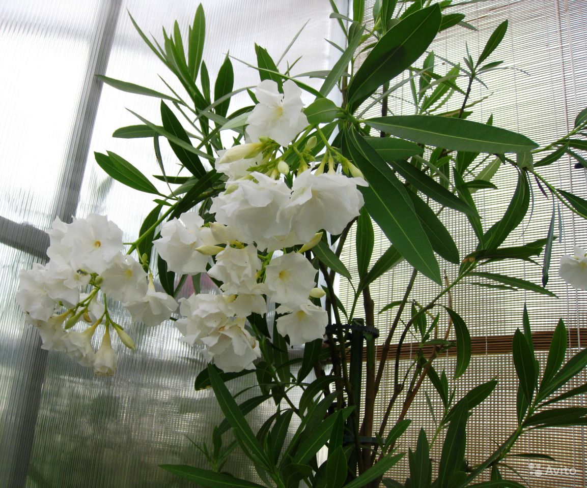 домашний цветок олеандр фото