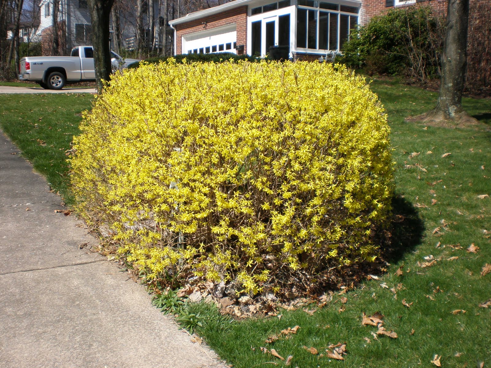 Форзиция европейская — Forsythia europaea