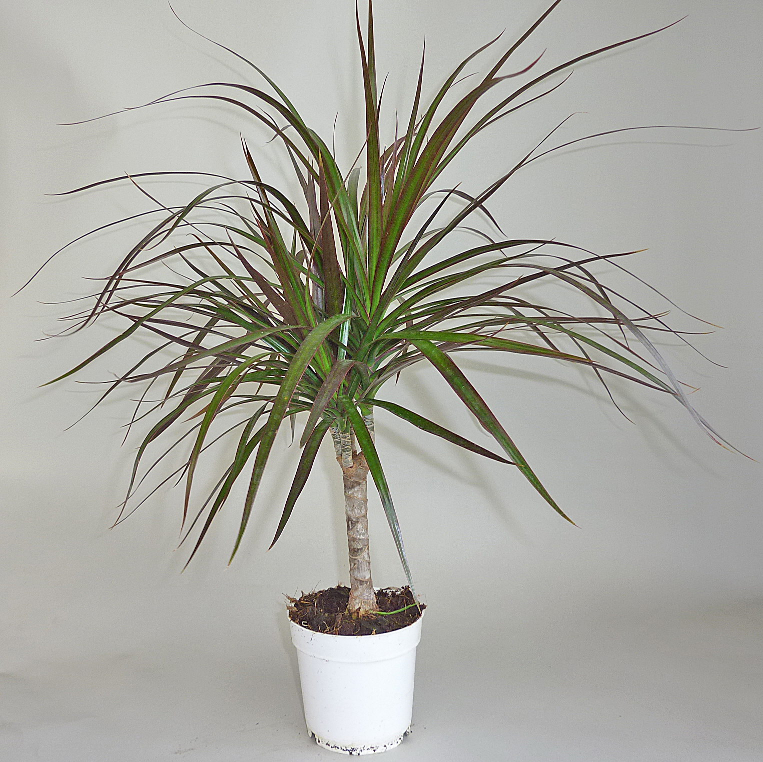 домашняя пальма фото комнатное растение уход