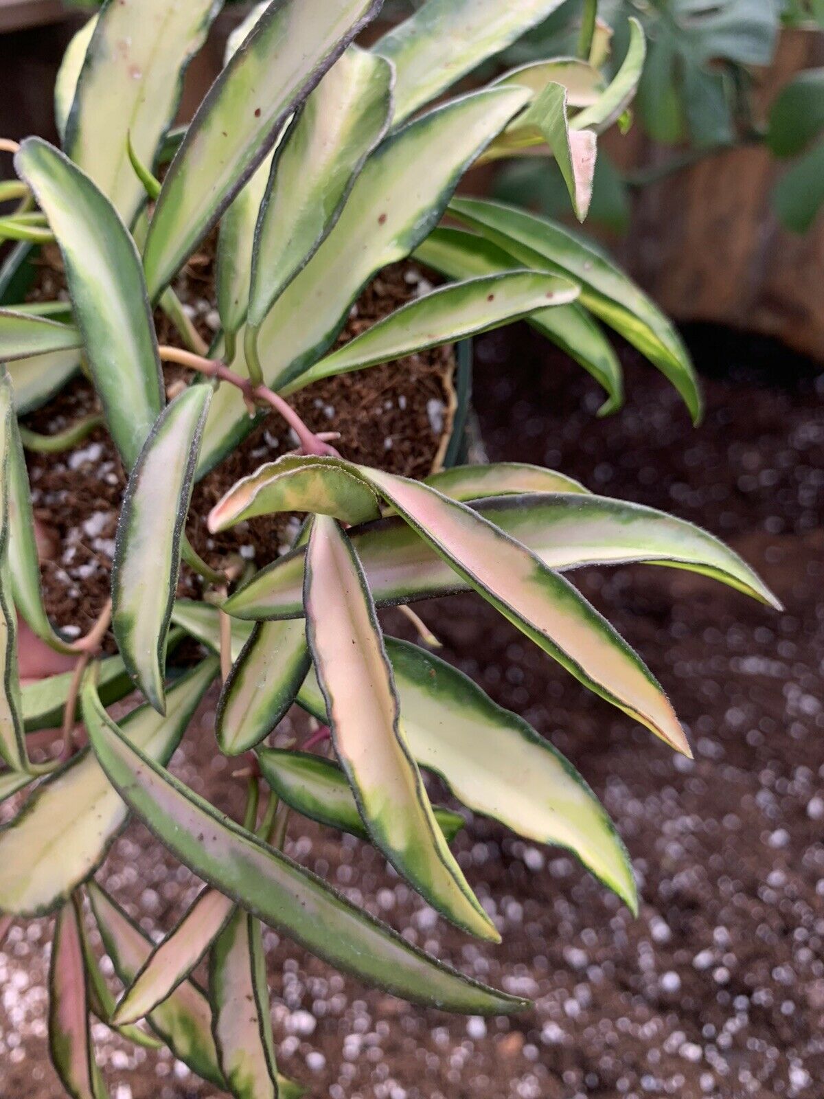 Hoya wayetii variegated