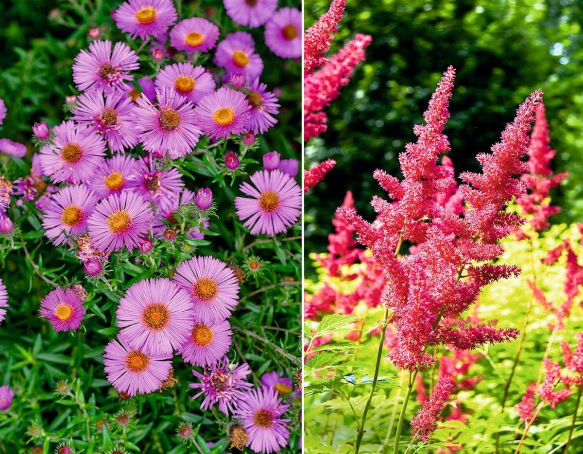 садовые цветы многолетники с названиями и фото