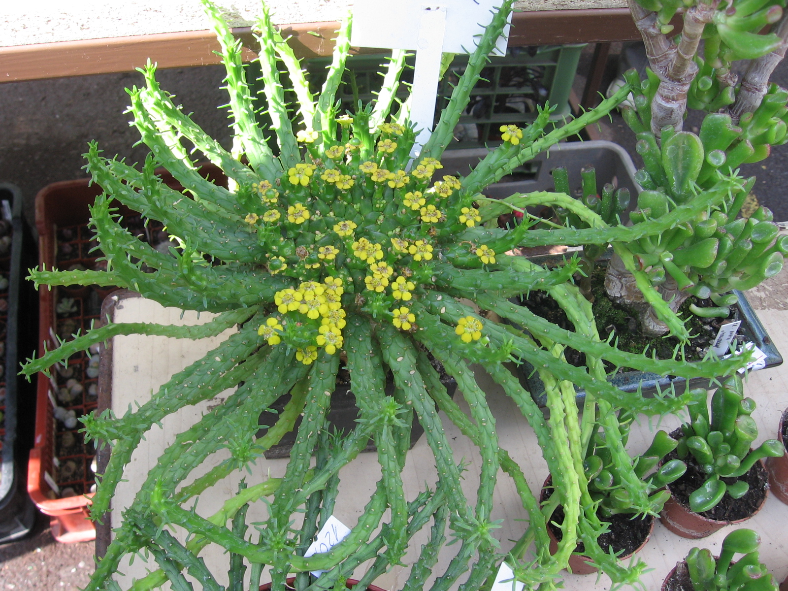 Euphorbia flanaganii