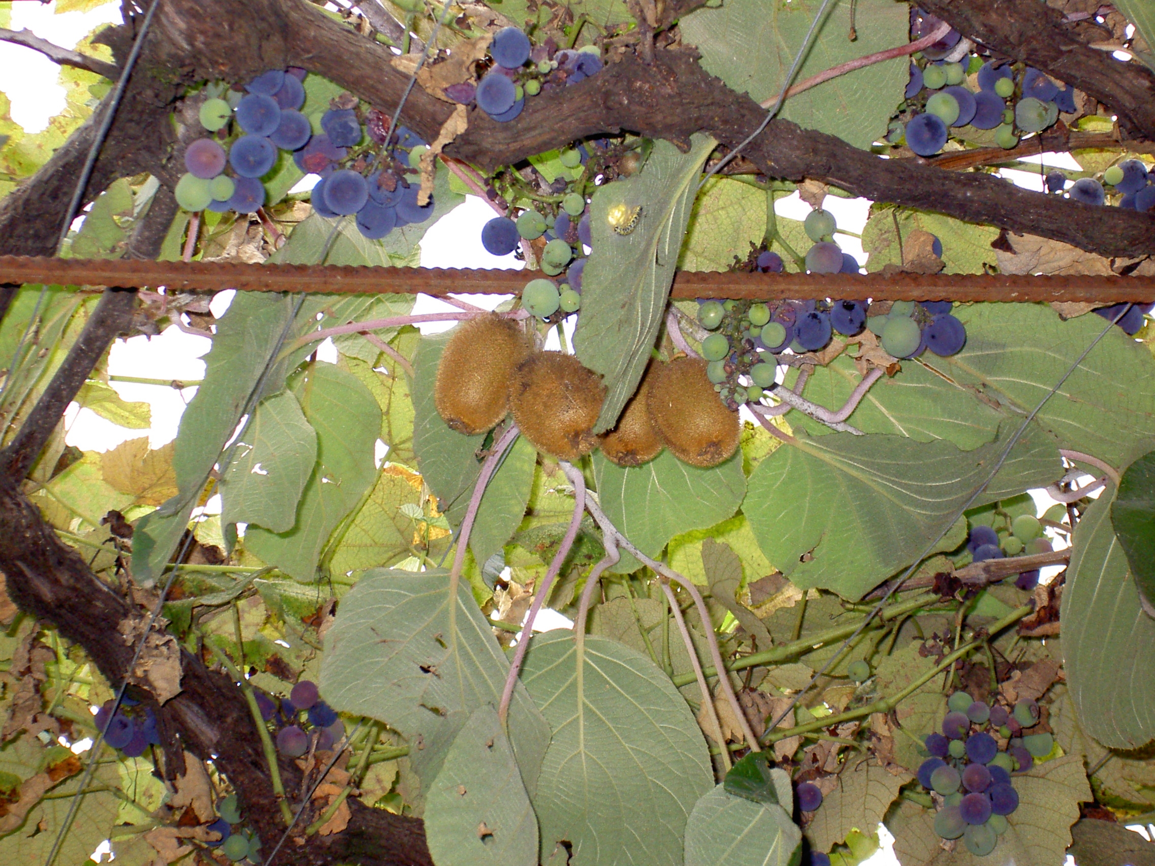 Киви виноград растение
